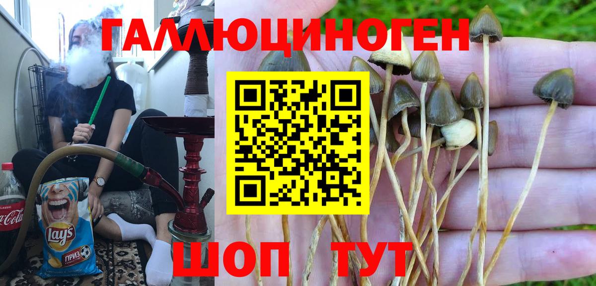 Псилоцибиновые грибы Psilocybe Королёв